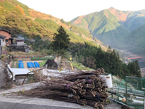 写真:積み上げられた原料の束。背景には夕日に照らされる山の風景