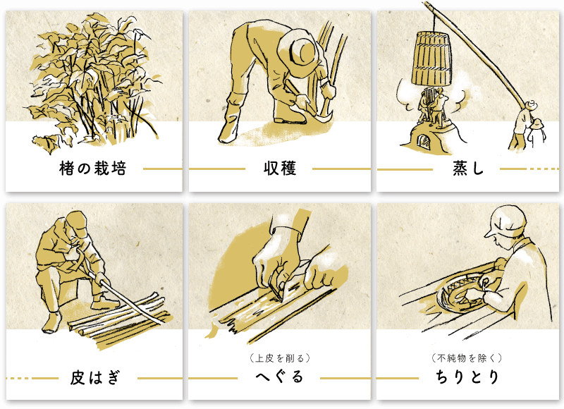 イラスト図解:楮の栽培→収穫→蒸し→皮はぎ→へぐる(上皮を削る)→ちりとり(不純物を除く)