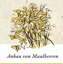 Abbildung: Anbau von Maulbeeren