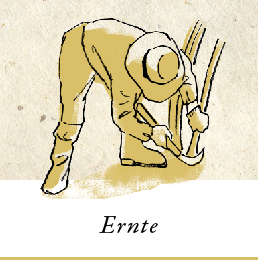 Abbildung: Ernte