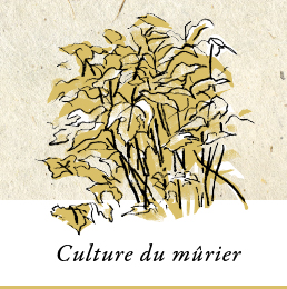 Illustration: Culture du mûrier
                
