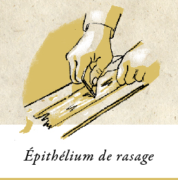 Illustration: Épithélium de rasage
                