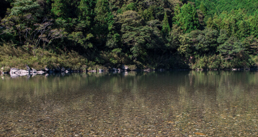 写真:仁淀川の浅瀬。川の水は透き通り、豊かな山の木々の緑が映り込んでいる